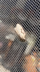 Semioscopis packardella