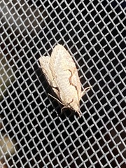 Semioscopis packardella