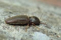 Agriotes fuscicollis