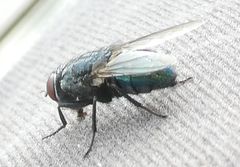 Calliphora vicina