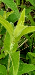 Monarda luteola