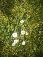 Bellis perennis