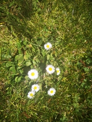 Bellis perennis