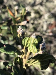 Ceanothus thyrsiflorus obispoensis