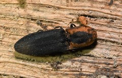 Lacon discoideus