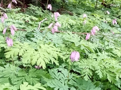 Dicentra formosa