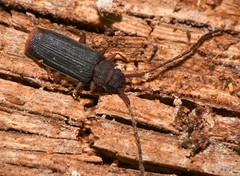 Uleiota dubia