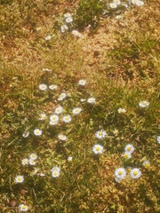 Bellis perennis