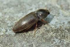 Agriotes fuscicollis