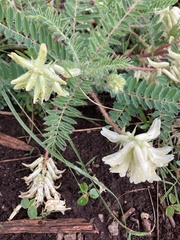 Astragalus tennesseensis