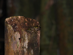 Kurixalus berylliniris