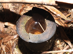 Kurixalus berylliniris