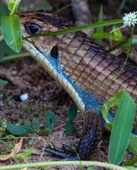 Broadleysaurus major