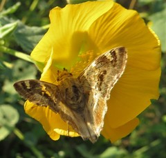 Caprona pillaana