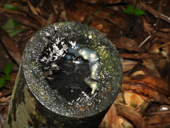 Kurixalus berylliniris