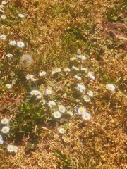 Bellis perennis