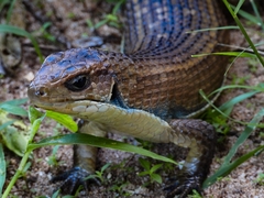 Broadleysaurus major