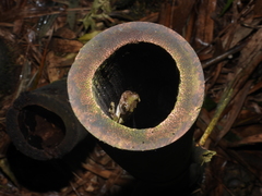 Kurixalus berylliniris