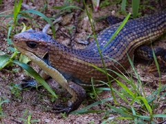 Broadleysaurus major