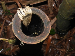 Kurixalus berylliniris