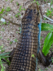 Broadleysaurus major