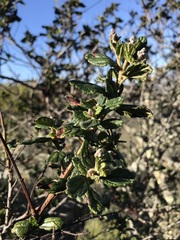 Ceanothus thyrsiflorus obispoensis