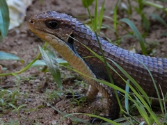 Broadleysaurus major