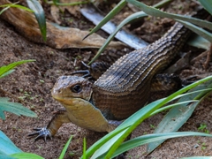 Broadleysaurus major