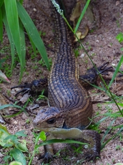 Broadleysaurus major