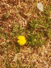 Taraxacum officinale