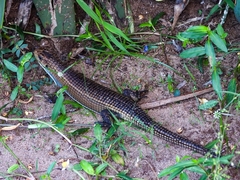 Broadleysaurus major