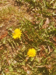 Taraxacum officinale