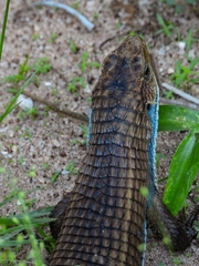 Broadleysaurus major