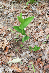 Aristolochia reticulata