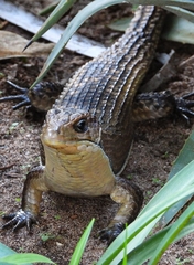 Broadleysaurus major