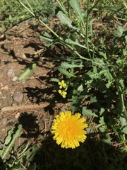 Hypochaeris radicata