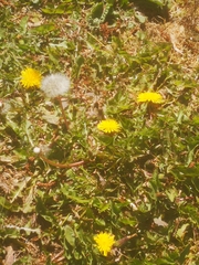 Taraxacum officinale