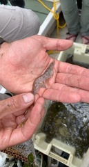 Penaeus aztecus