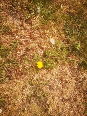 Taraxacum officinale