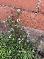 Cochlearia danica