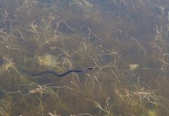 Nerodia sipedon williamengelsi