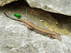 Podarcis muralis