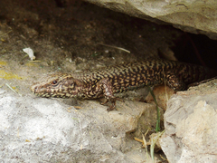 Podarcis muralis