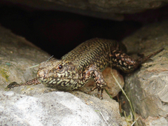 Podarcis muralis