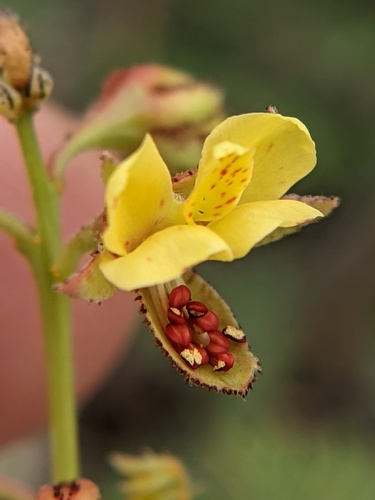 broadpod nicker (Pomaria brachycarpa)
