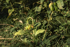Eulophia cernua