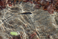 Salmo trutta fario