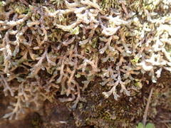 Selaginella wallacei image