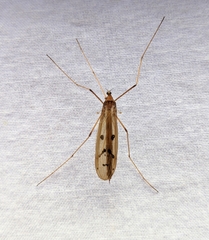 Tricyphona