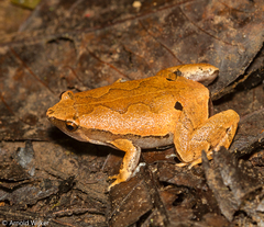 Hamptophryne boliviana